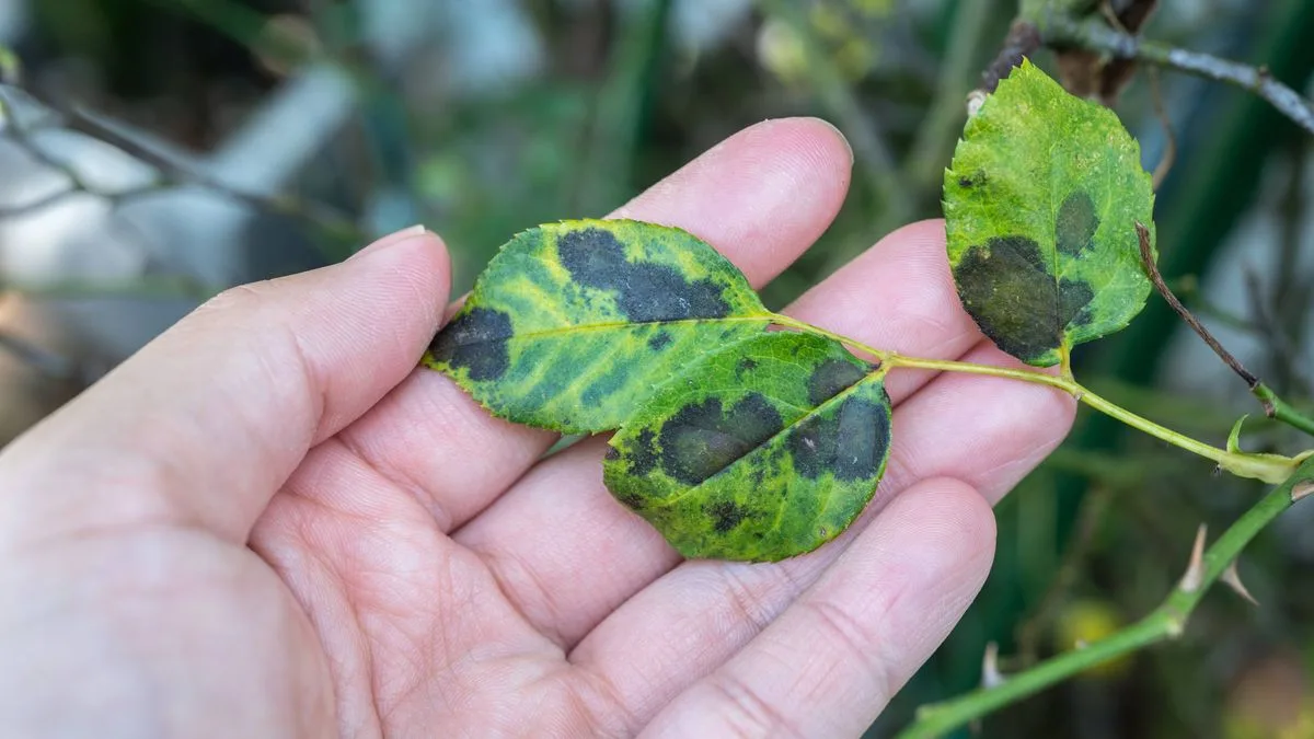Gardener Reveals Natural Black Spot Prevention For Roses Using Salvia