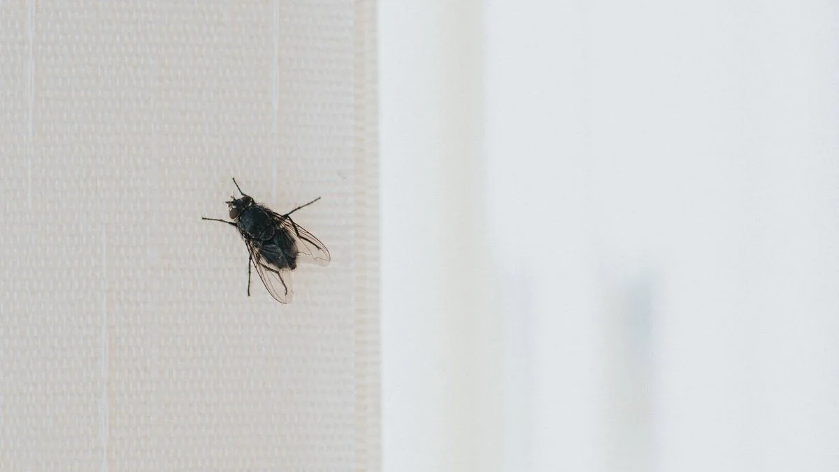 Two-Ingredient Natural Fly Repellent Hack Costs Less Than £1