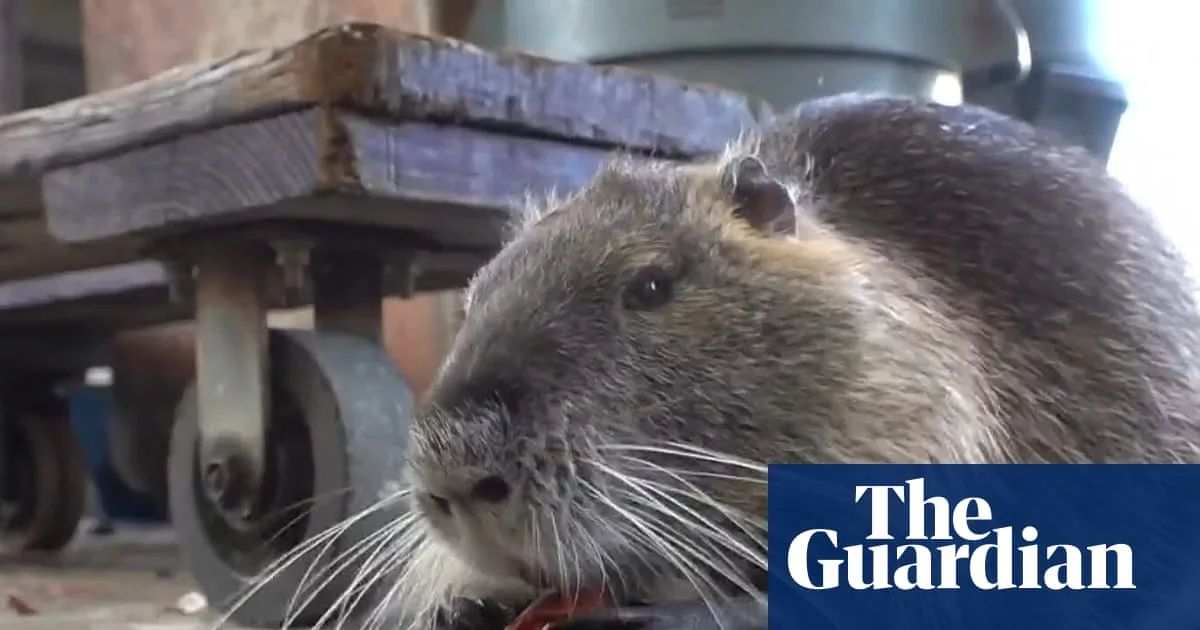Neuty the Nutria Dies of Cancer After Viral Fame