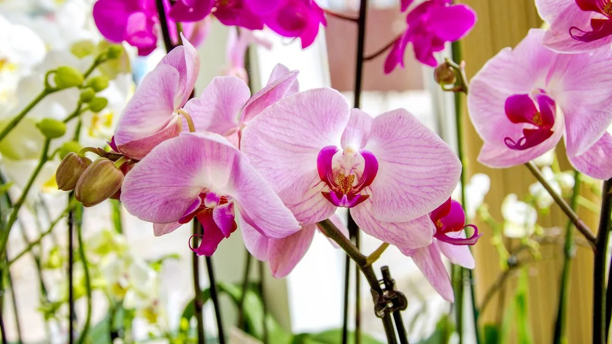 New Orchid Owners Must Do This One Simple Task First