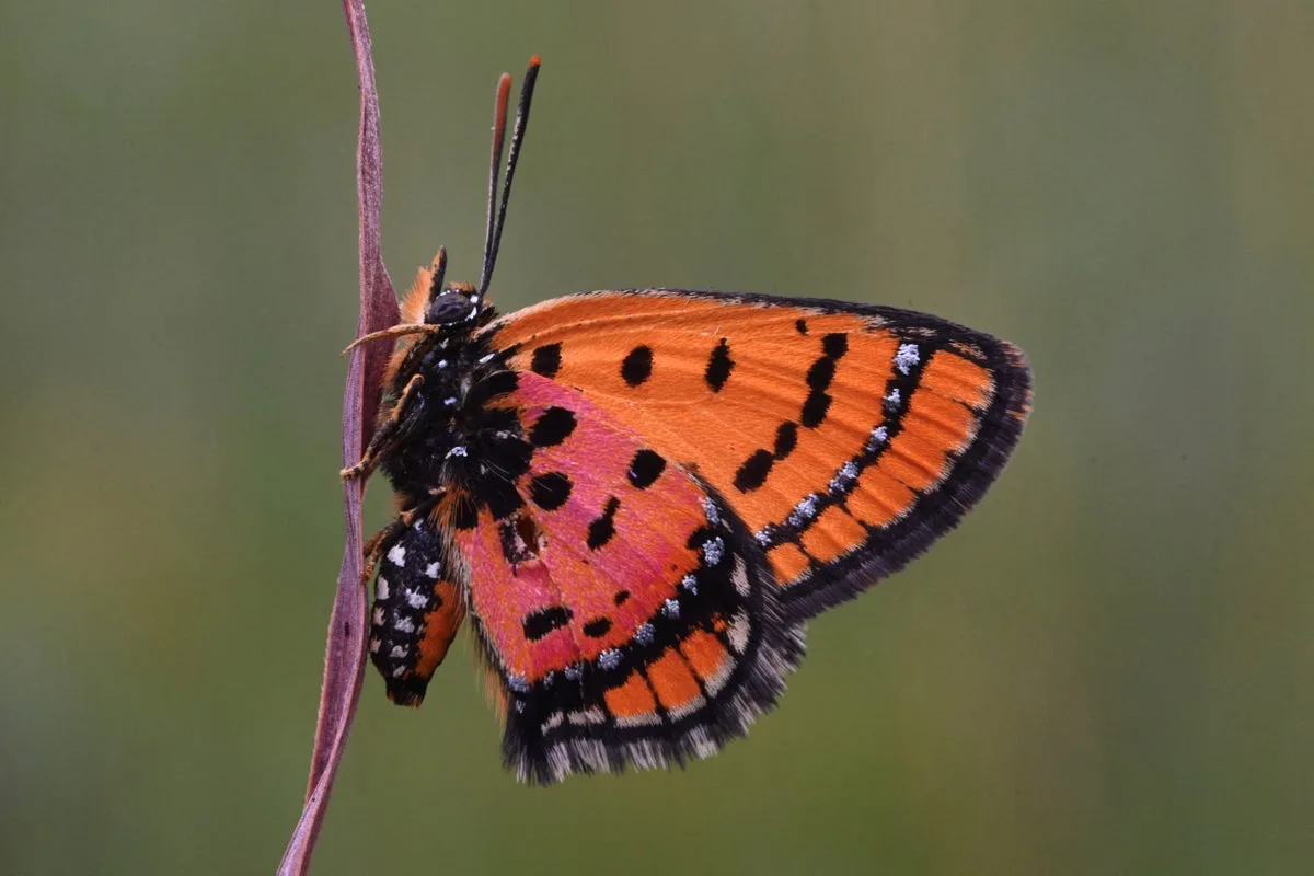 Dozens of New Species Discovered in Angola Expedition
