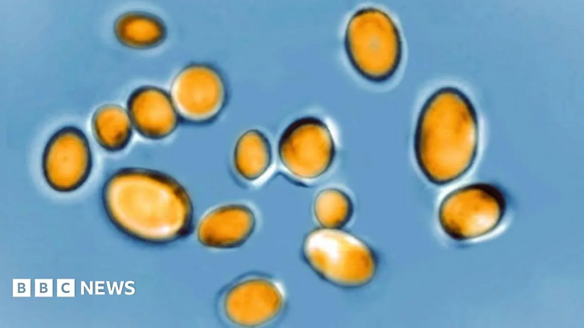 New Vaccine Shows Promise Against Deadly Fungal Superbug Candida auris