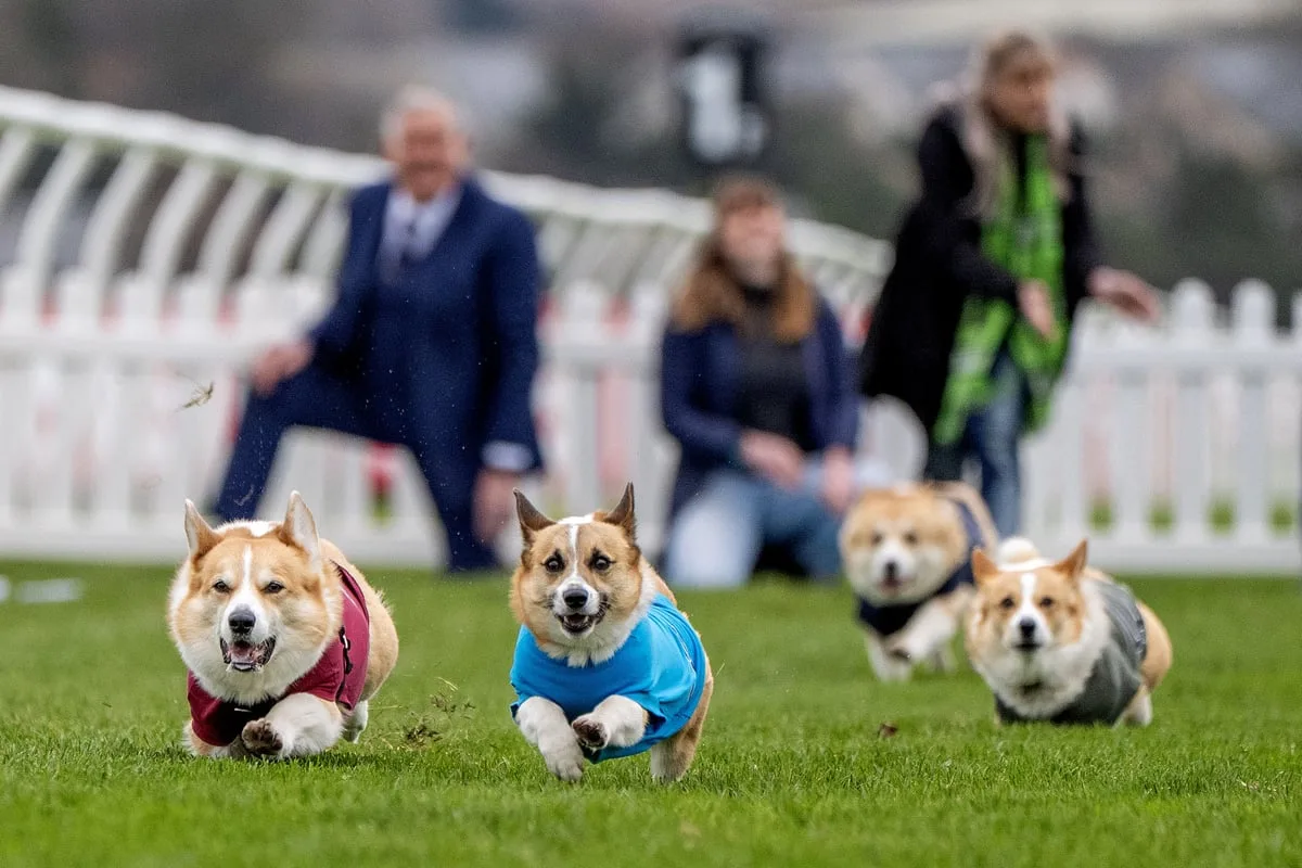 New Zealand Corgi Wins Fifth Corgi Derby In Scotland