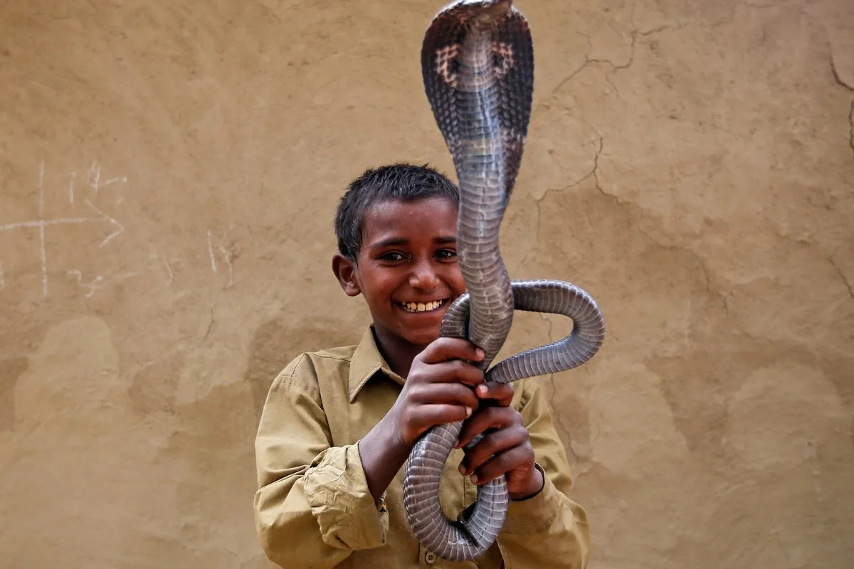 Boy Bites Cobra in Self-Defence, Snake Dies