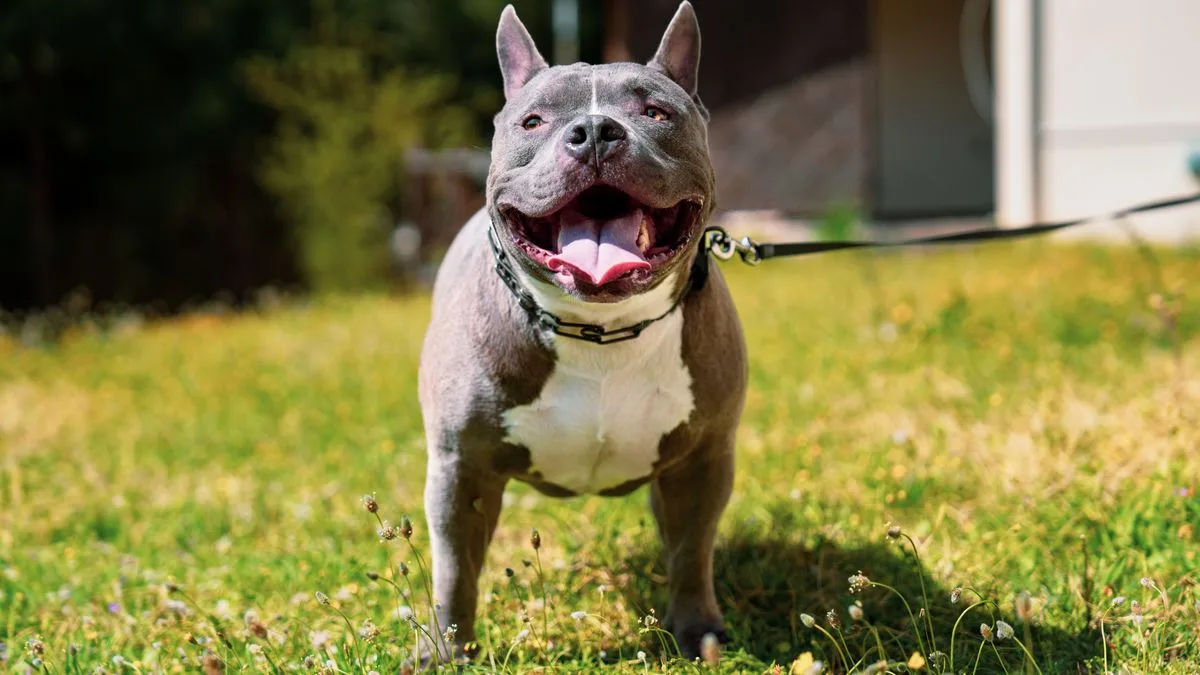 Nine Dog Breeds Most at Risk of Heatstroke During Walks
