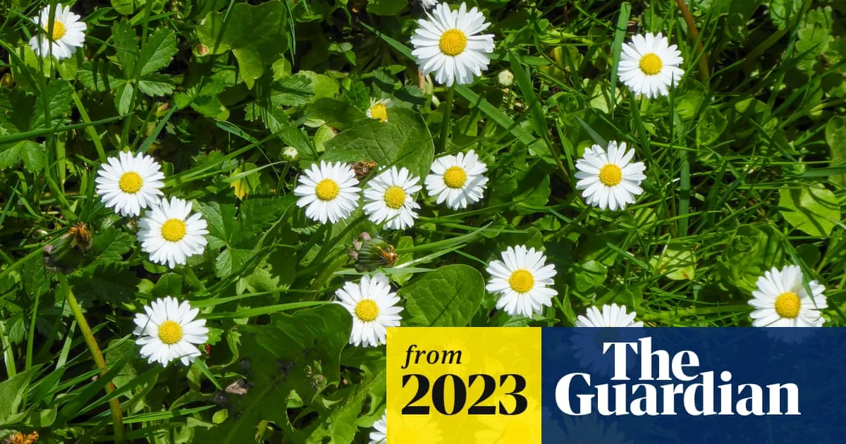 No Mow May Boosting UK Wildlife By Letting Lawns Grow