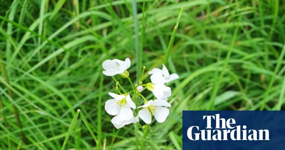No Mow May Revives Roadside Wildflowers in Liverpool