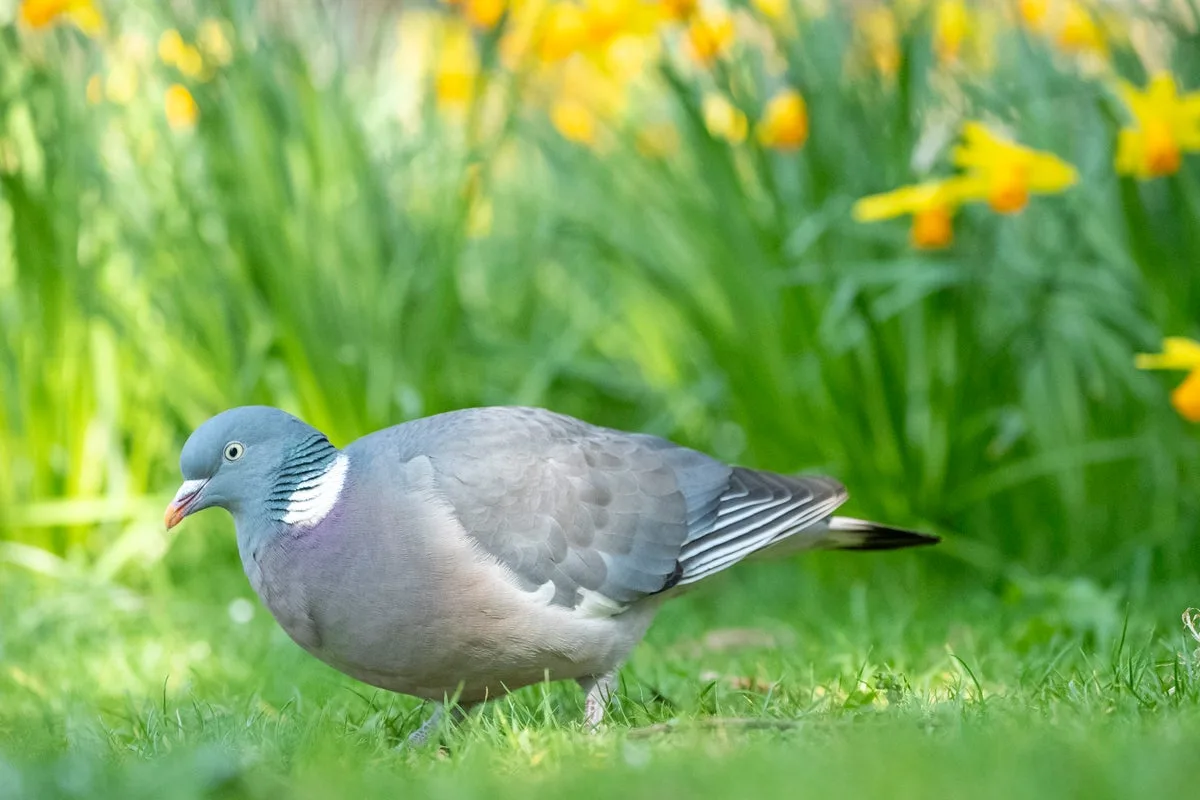 Norwich Pigeon Contraceptive Plan To Curb Nuisance Flocks