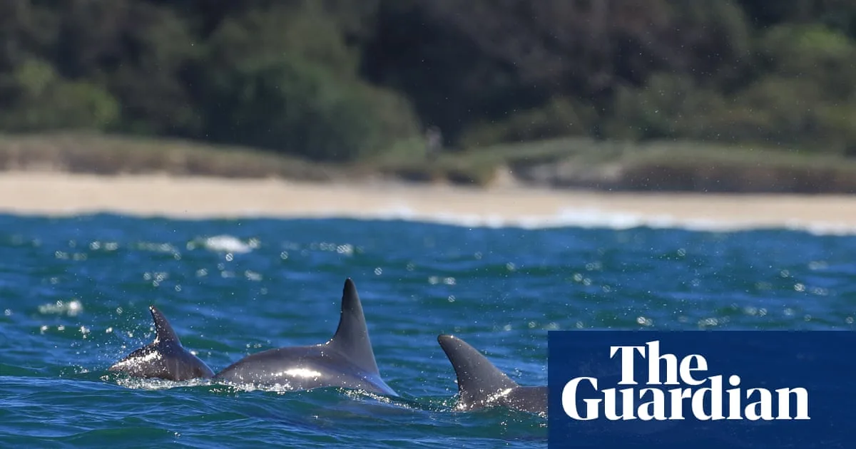 NSW Dolphin Census Launched for Marine Protection
