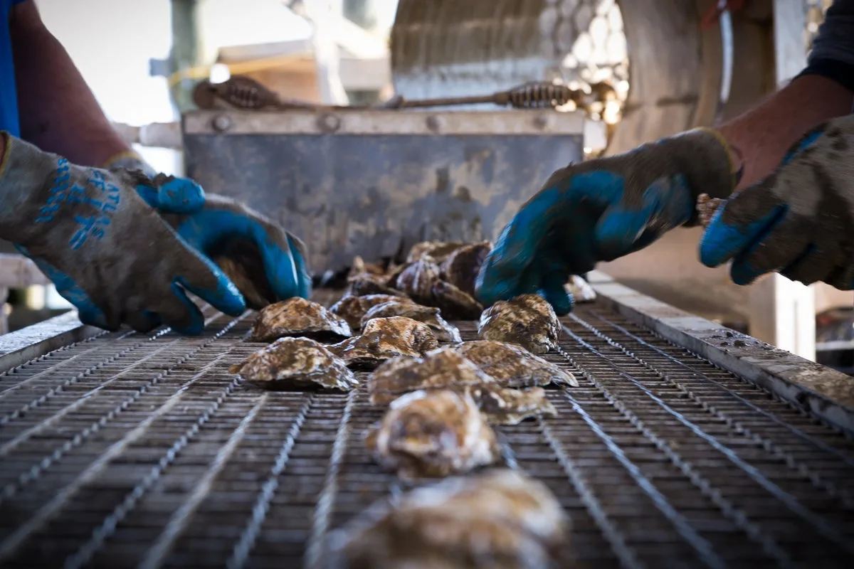 New York Oyster Industry Faces £1.9M Loss After Harsh Winter