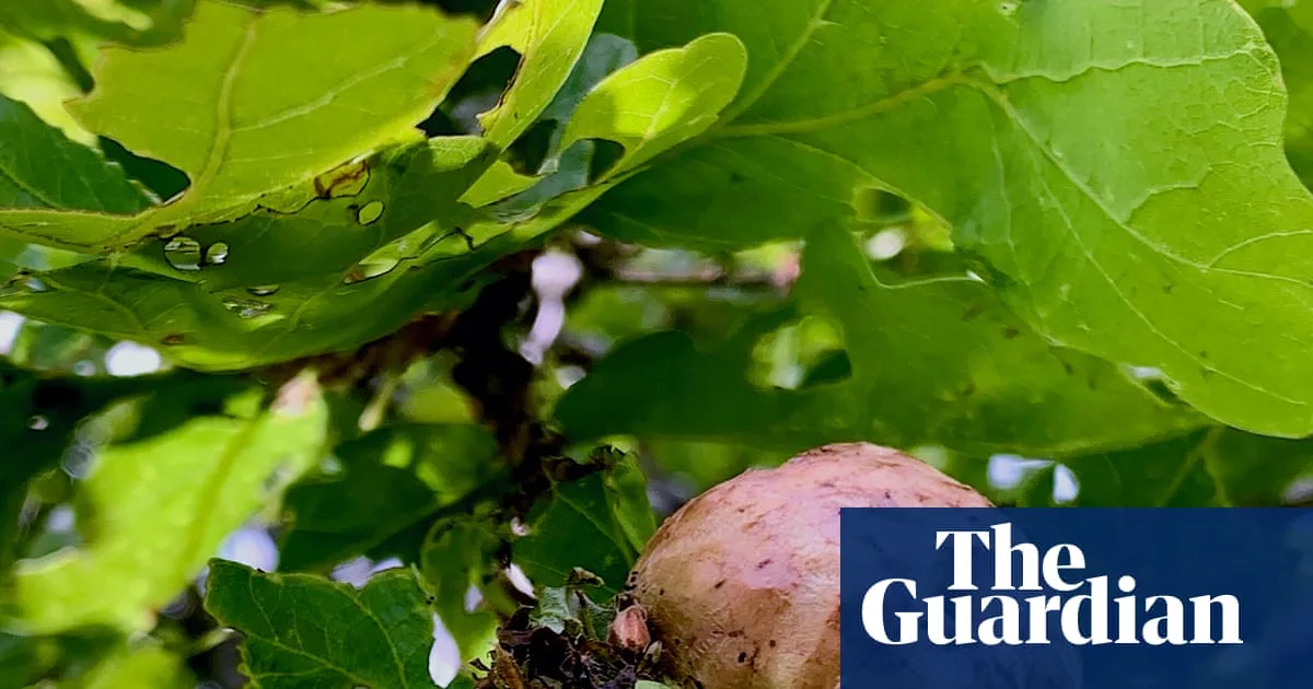 Oak Apple Day: The Strange Fruit of Royal History and Nature