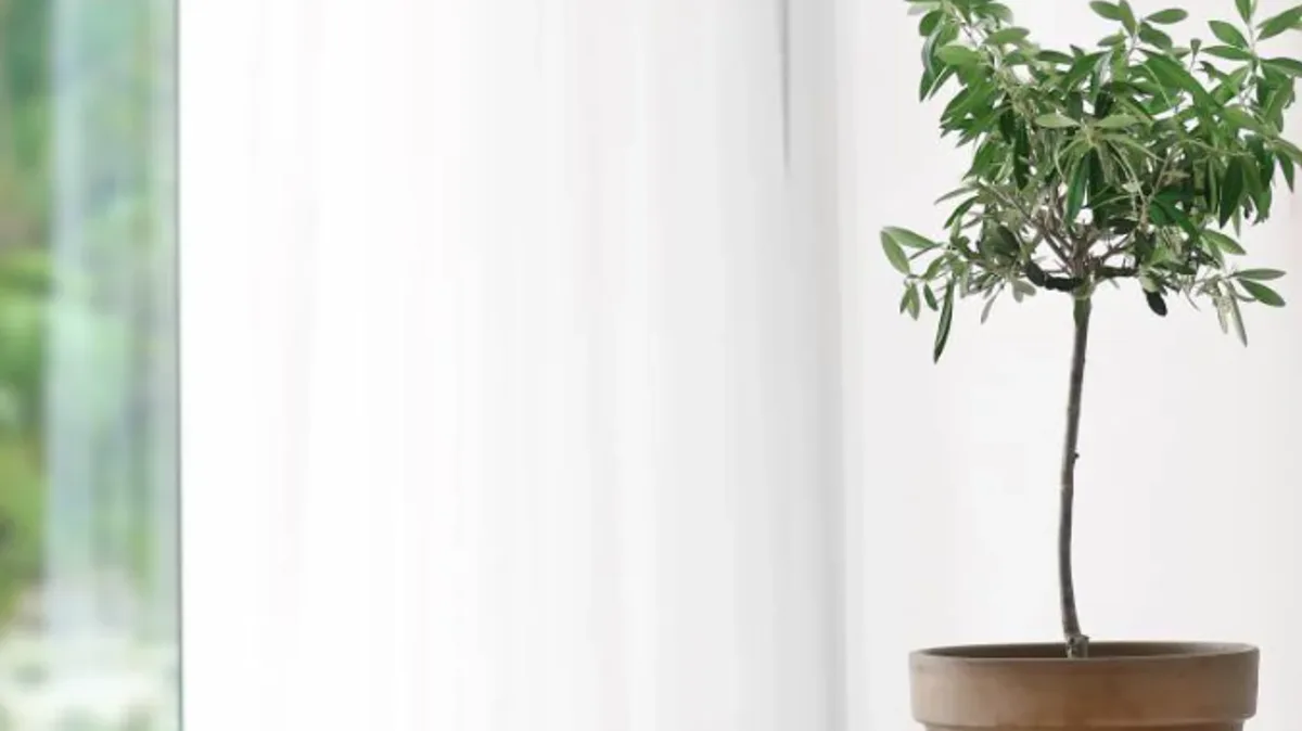 Olive Trees Under £10 with Cashback Offer for Gardeners