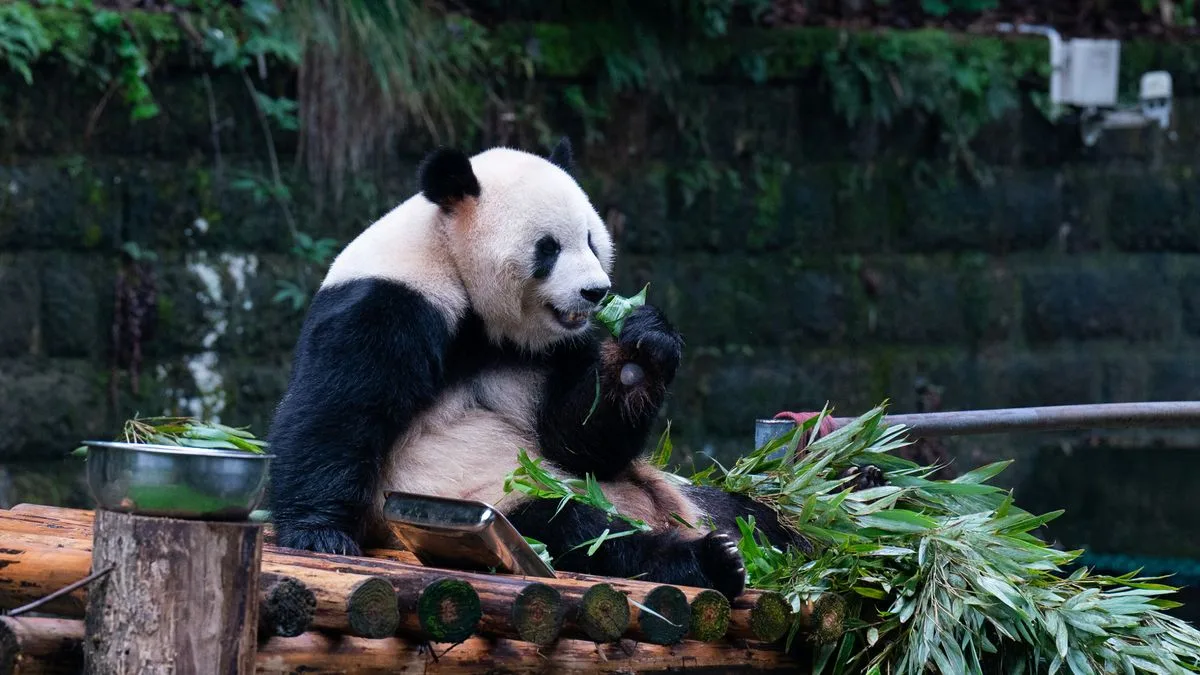 Optical Illusion Challenges Britons to Find Hidden Panda