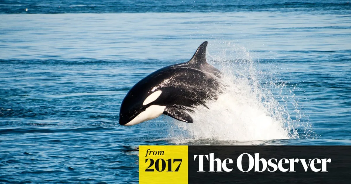 Killer Whale Menopause Mystery Solved by Reproductive Competition