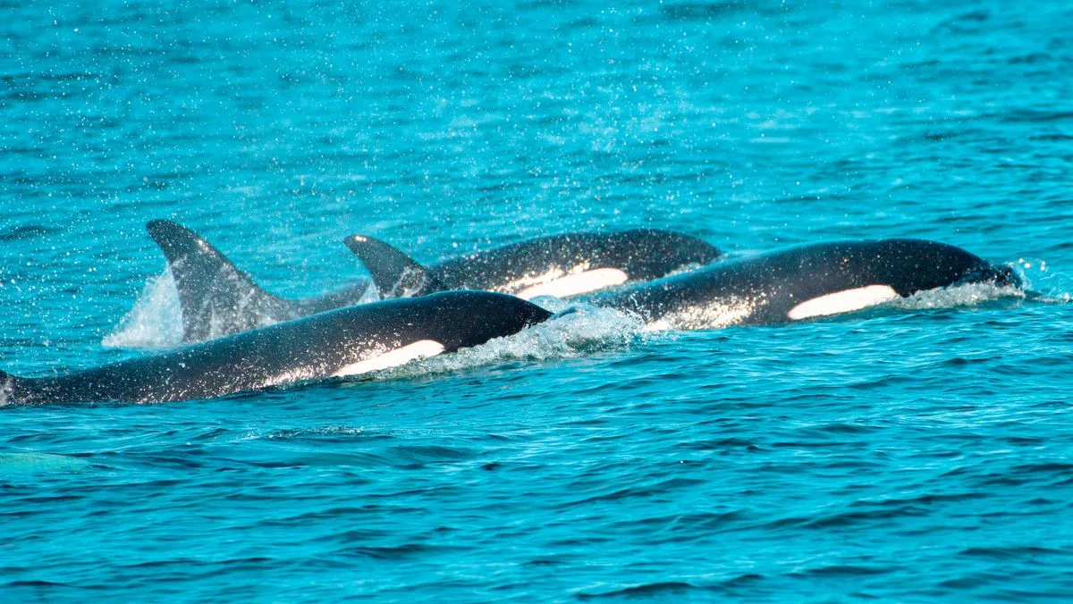 Orca Whale Sightings Boost UK Staycation Tourism