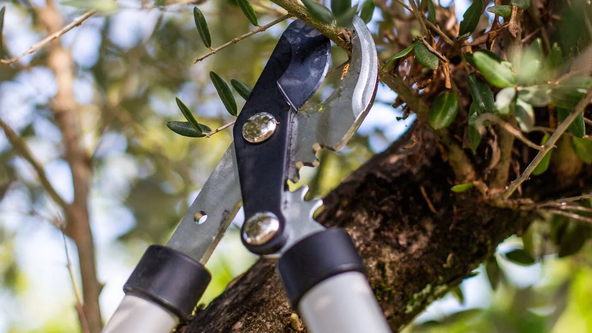 Only Time You Can Legally Cut Neighbour's Overhanging Tree Branches