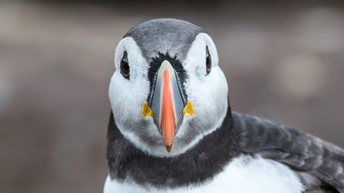Chris Packham Warns UK May Need to Stop Feeding Garden Birds