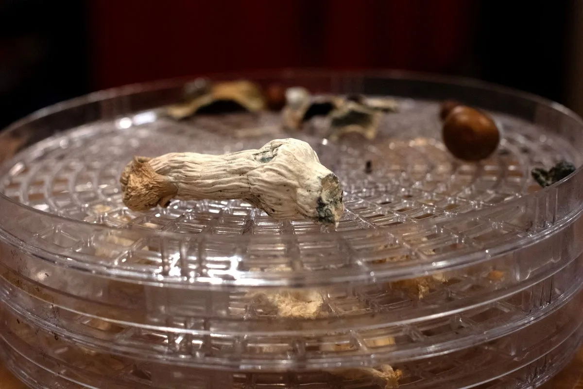 Magic Mushrooms Temporarily Improve Dementia Symptoms in Case Study