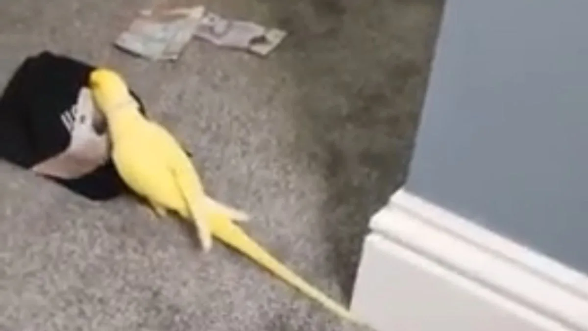 Parrot's Street Slang Helps Police Jail Drug Gang for Over 103 Years