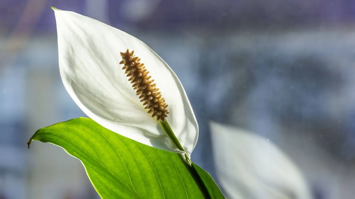 Peace lilies will 'burst with flowers' using 1 cup of leftover kitchen staple