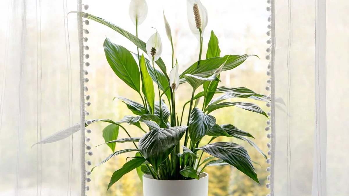 Peace Lily Blooming Tip: 10-Second Move in June for Bigger Flowers