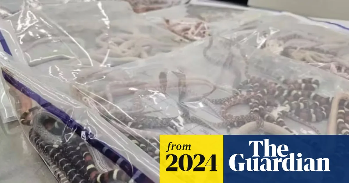 Pensioner Caught Smuggling Live Snakes in Trousers at Gatwick