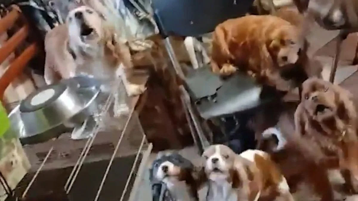 Two Arrested After 37 Dead Dogs Found at Essex Rescue Centre