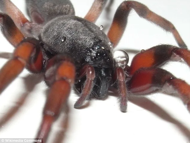 Sydney Man Left with Gaping Leg Wound After Ignoring Spider Bite