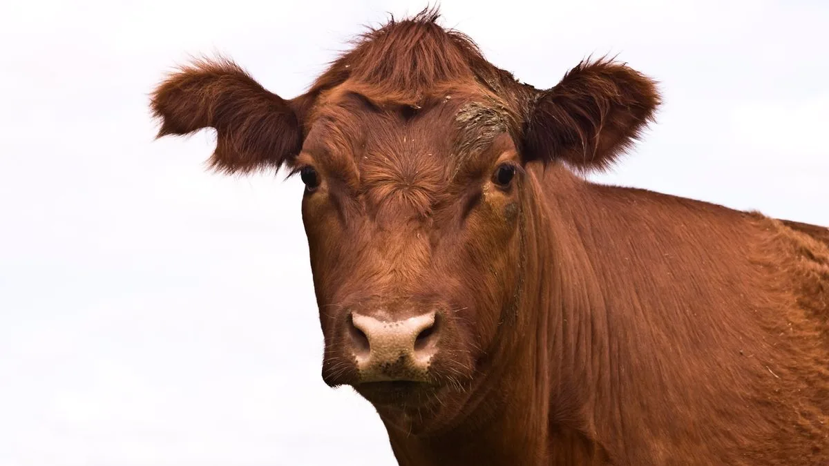 Parents Warned of E.coli Risk at Petting Zoos This Half Term