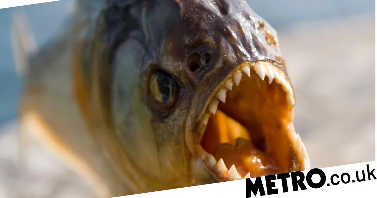 Piranha Attack in Argentinian River Injures 30, Teen Loses Toe