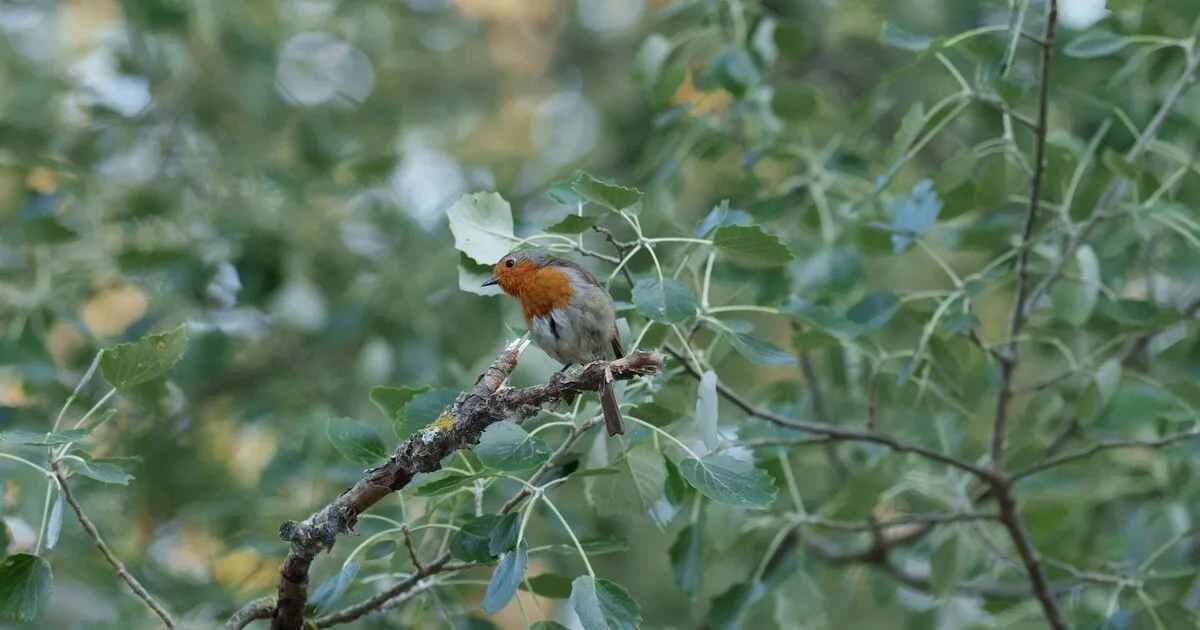 Place Water Bowls In Gardens To Help Birds And Bees Survive