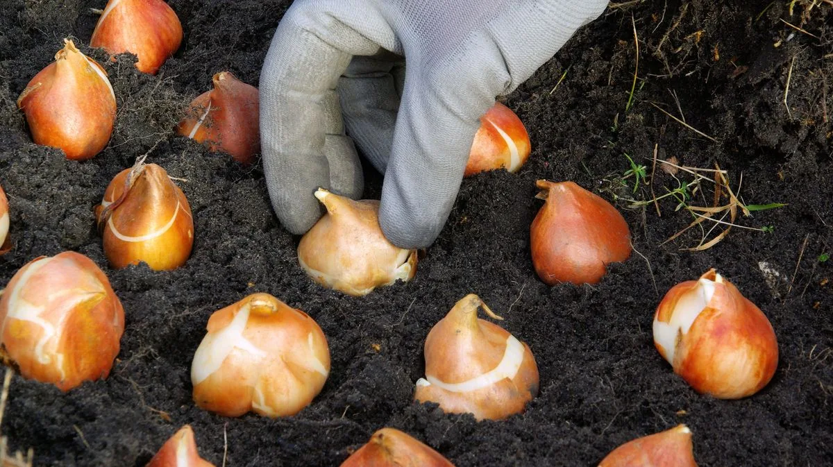 Plant Tulips Now for Stunning Spring Blooms, Gardening Experts Urge