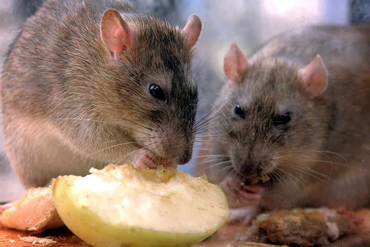 Poison-Resistant 'Super Rats' Threaten UK Homes as Winter Approaches