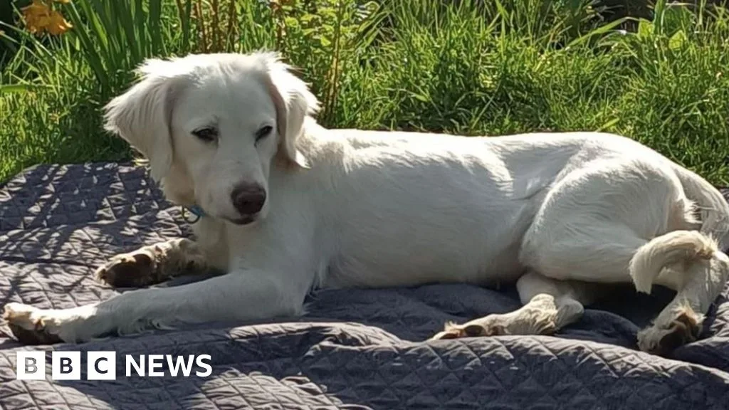 Missing Dog Rescued After Rush-Hour Motorway Mayhem
