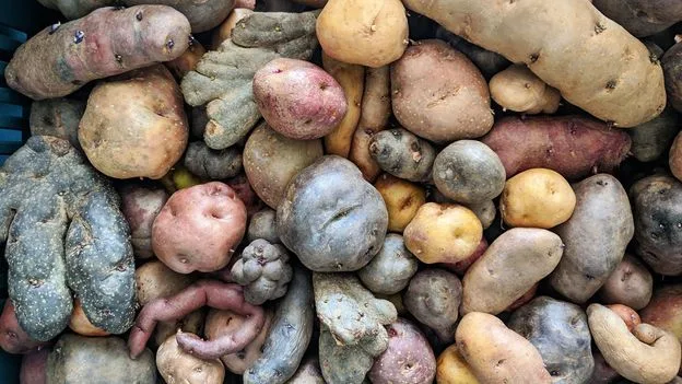 Potato Harvest Reveals Centuries Of Hidden Rural History