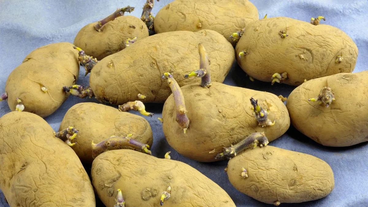 Store Potatoes with Apples to Keep Them Fresh for Weeks, TikTok Hack Reveals