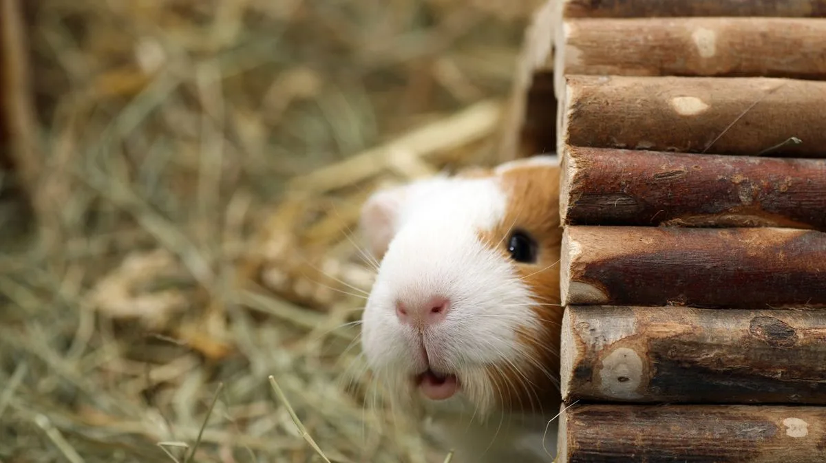 Prisoners in Perth Caught Eating Guinea Pigs from Animal Shelter