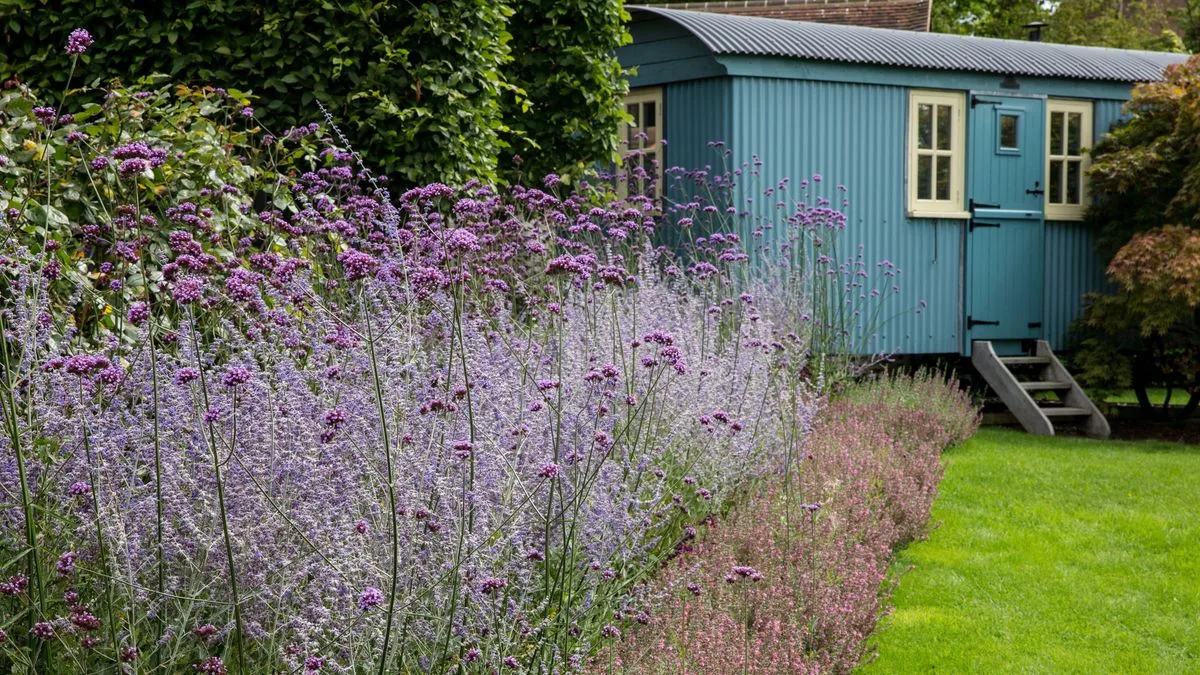 Prune Lavender Before March Ends For More Flowers