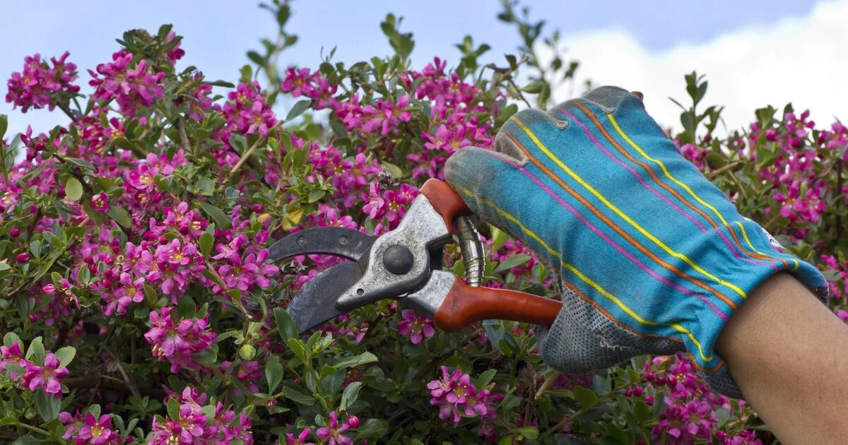 Prune These 4 Plants Before June For Better Blooms