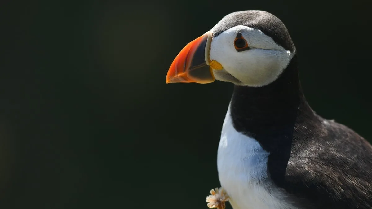 Puffins Return to Isle of Muck After 25 Years