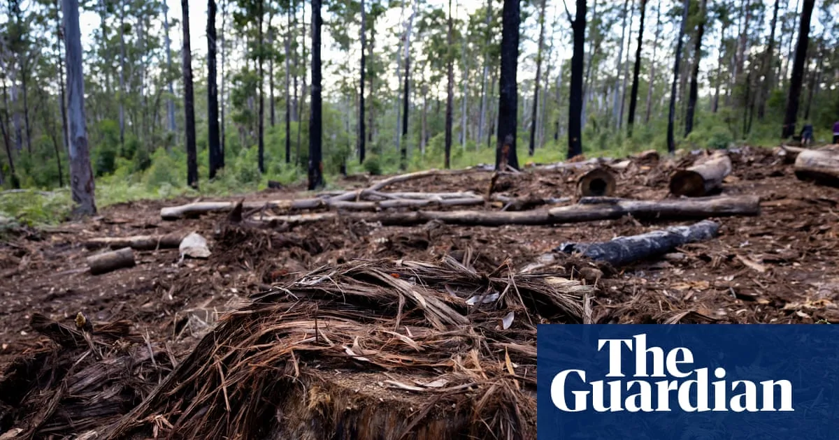 Queensland Remains Australia's Deforestation Capital as Land Clearing Rises 3%