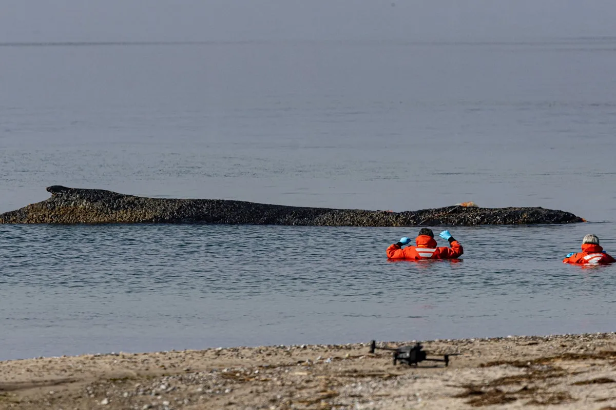 Rescuers Race Against Time to Save Stranded Humpback Whale in Germany