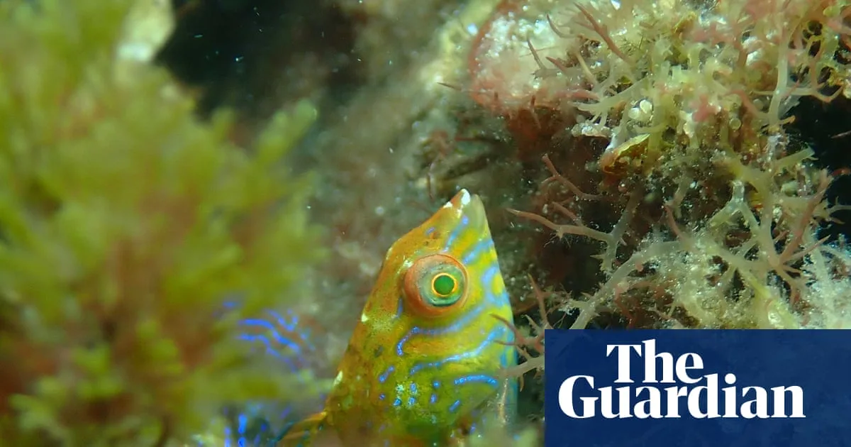 Rare Braun's Wrasse Rediscovered in Western Australian Kelp Forest