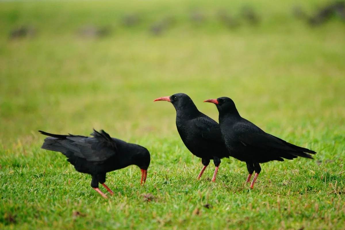 Rare Chough Chick Fledges in Kent for First Time in 200 Years