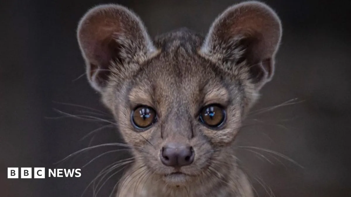 Rare Fossa Triplets Born At Chester Zoo