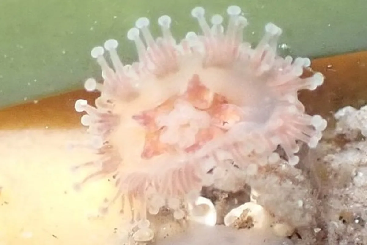Rare Jellyfish Thought Extinct Found in Outer Hebrides Rock Pool