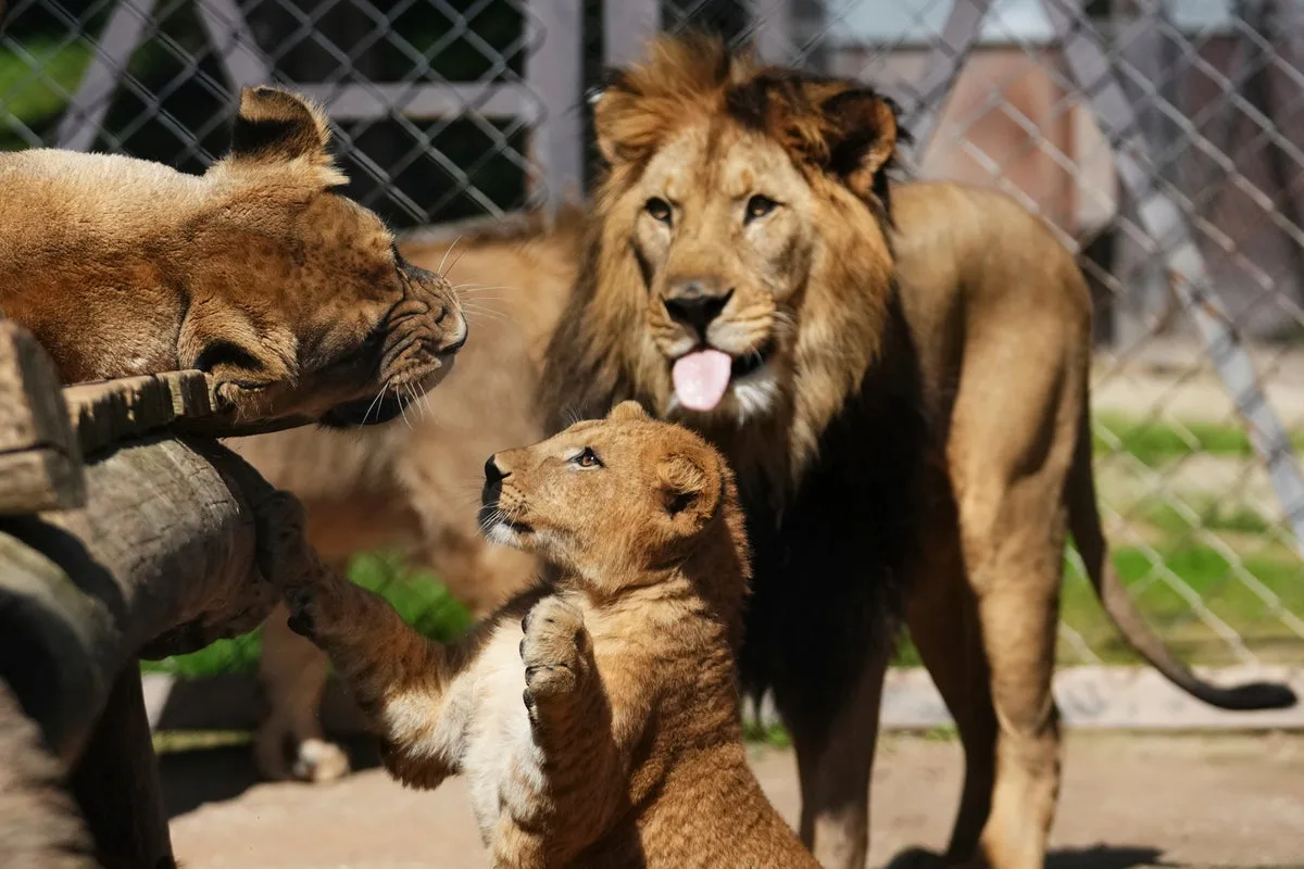 Four Rare Barbary Lion Cubs Born in Czech Zoo, Boosting Conservation Hopes