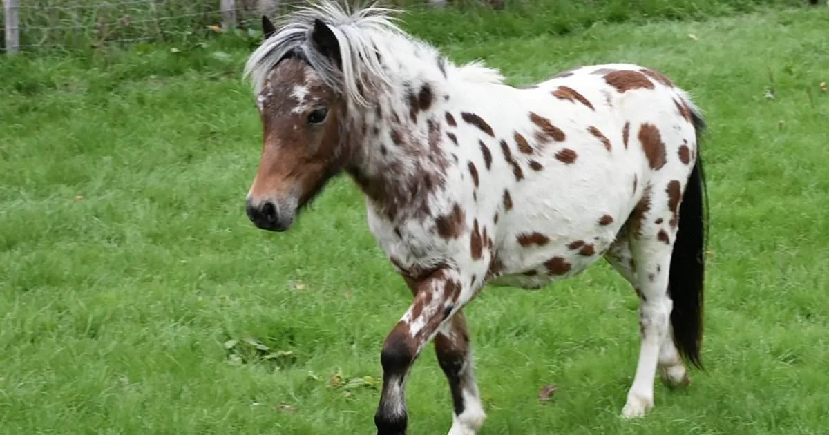 Rare Miniature Horses Stolen From Kent Farm In Theft