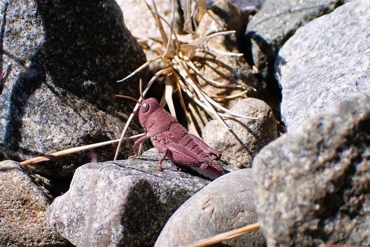 Rare Pink Grasshopper Found in New Zealand
