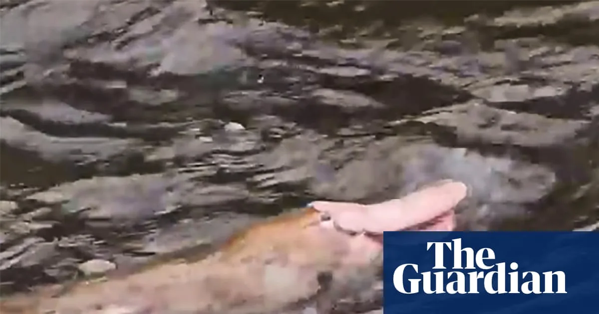 Rare Pink Platypus Spotted in Gippsland, Australia